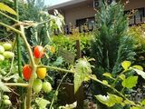 夏のお庭