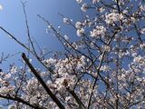 お散歩日和　🌸春のお花見①🌸
