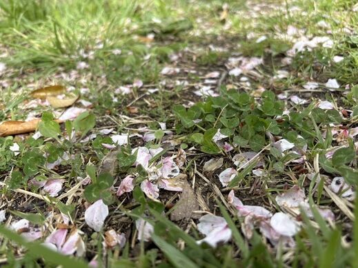 ohanami                 0407.jpg