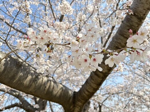 ohanami                0407.jpg