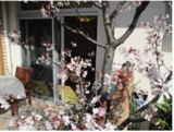 サロンテラスの桜、満開です　その②