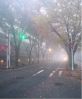 霧のけやき通り