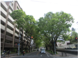 けやき通りの新緑