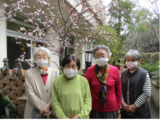 ゲストハウスの桜が満開です