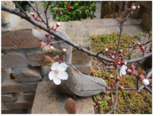 桜、咲きました