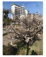 春はもうすぐそこに