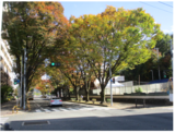 けやき通りの紅葉が見頃です。