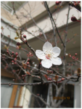 ゲストハウスの桜がほころんでいます。