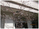 ゲストハウスの桜 その②