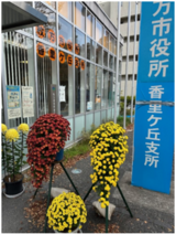 枚方市役所香里ヶ丘支所の菊