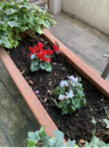 レストランテラスに冬の花を植えました。