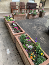 玄関前のお花