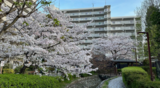 ゲストハウス周辺の春らんまん その⑥～満開の桜編～