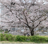 お花見近隣ドライブ