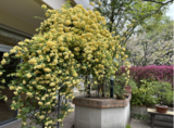 ゲストハウス周辺の春爛漫 その⑦～サロンテラスのお花～