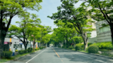 ゲストハウス周辺の春爛漫 その⑩～けやき通りの新緑～