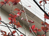 季節外れの桜の花