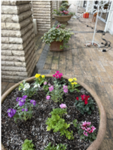 レストランテラスに冬の花を植えました