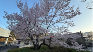 ご近所の桜が満開です