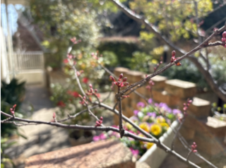 GTCサロン③テラスの桜のつぼみが膨らんできています