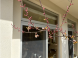 GTCサロン➂テラスの桜が一輪咲きました