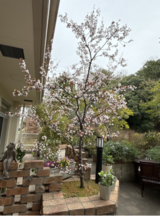 ゲストハウスの桜が満開です。