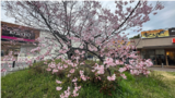 グッドタイム リビング 香里ヶ丘周辺の一番桜が開花しています
