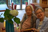 紫陽花とゲスト