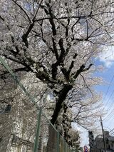 桜見物第1弾です