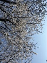 お花見お散歩
