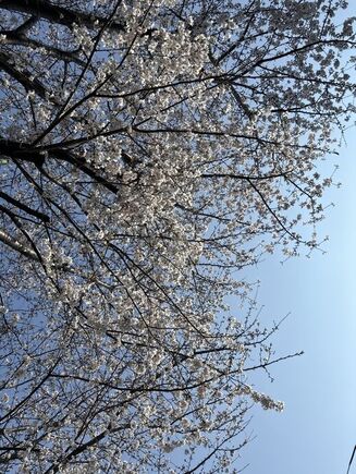お花見お散歩