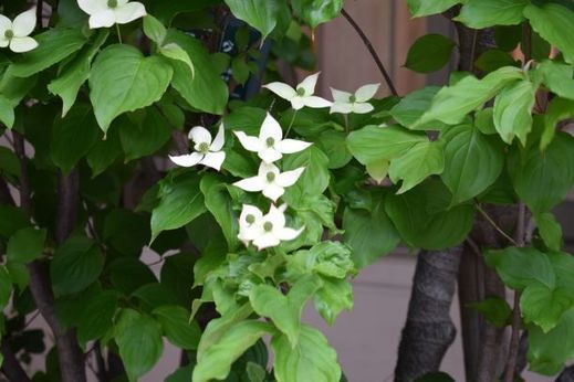 DSC_0486.jpg