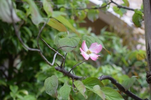 DSC_0484.jpg