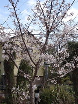 さくら咲く