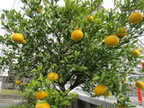 冬花壇