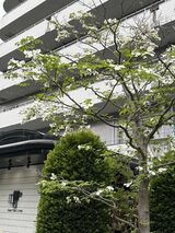 春を知らせる花とうぐいすの歌声