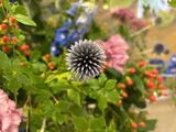 今月の花ごよみ