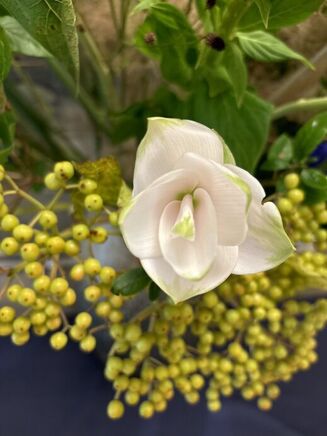 今月の花ごよみ