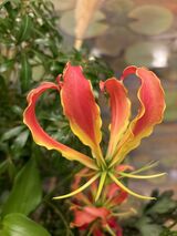 今月の花ごよみ