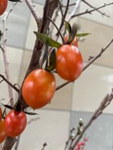 今月の花ごよみ