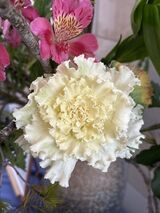 今月の花ごよみ