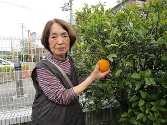 夏みかんの収穫