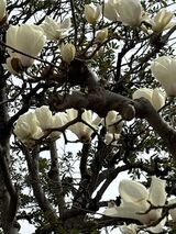 春を告げる花　モクレン