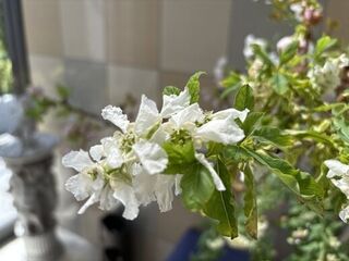 今月の花ごよみ