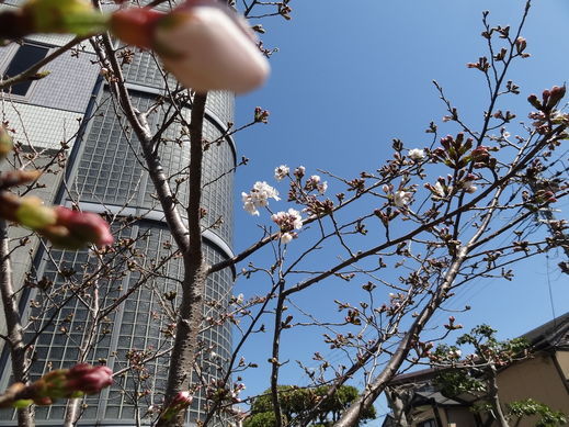 sakaura1.jpg