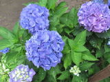 紫陽花