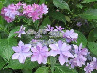 紫陽花鑑賞ドライブ
