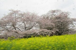 お花見ドライブ