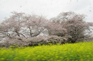 お花見ドライブ