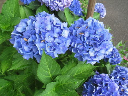 IMG_2924.jpg
